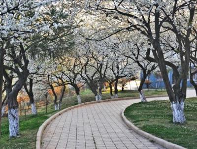 重庆朝阳中学一角