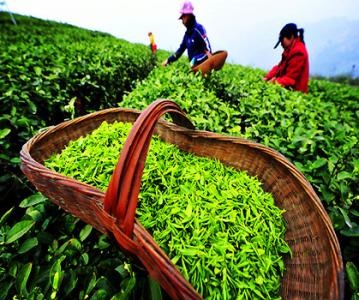 茶叶植与加工专业