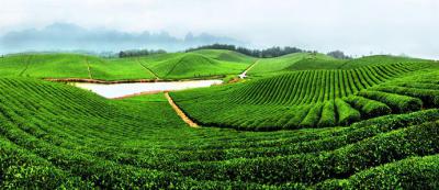 茶叶生产加工技术专业