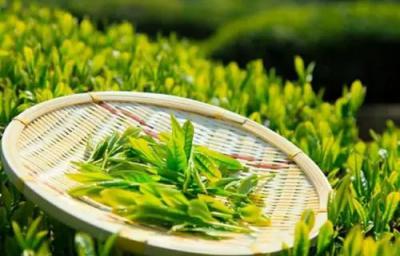 茶树栽培与茶叶加工专业